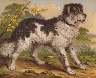 Große Hunde